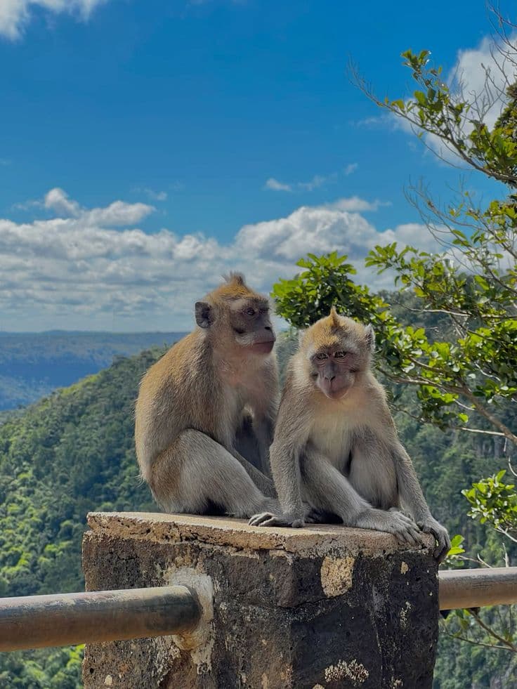 Monkey Forest