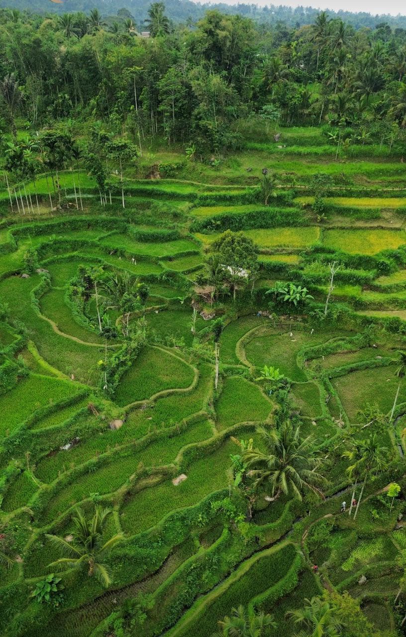 Tete Batu